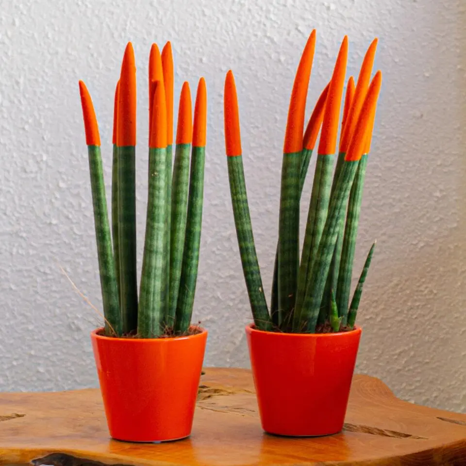 Vrouwentong - Set van 2 - Sansevieria cylindrica - Hoogte 20-40cm - ⌀9cm