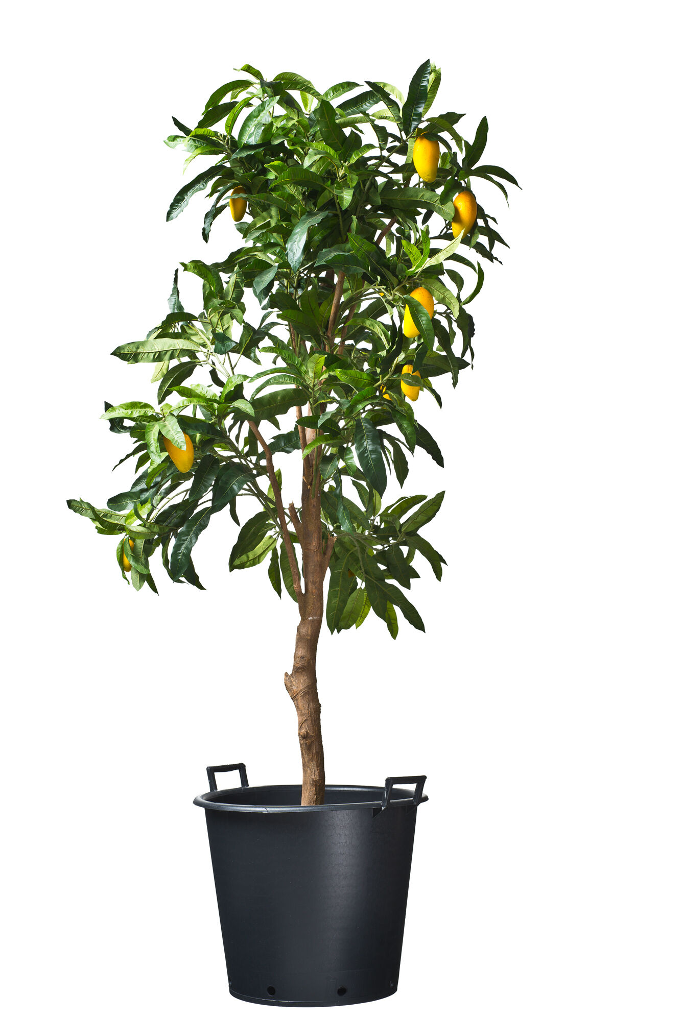 Nature Plantcontainer Ritzi - Kweekbenodigdheden - 46.5x55.5x40.5 cm