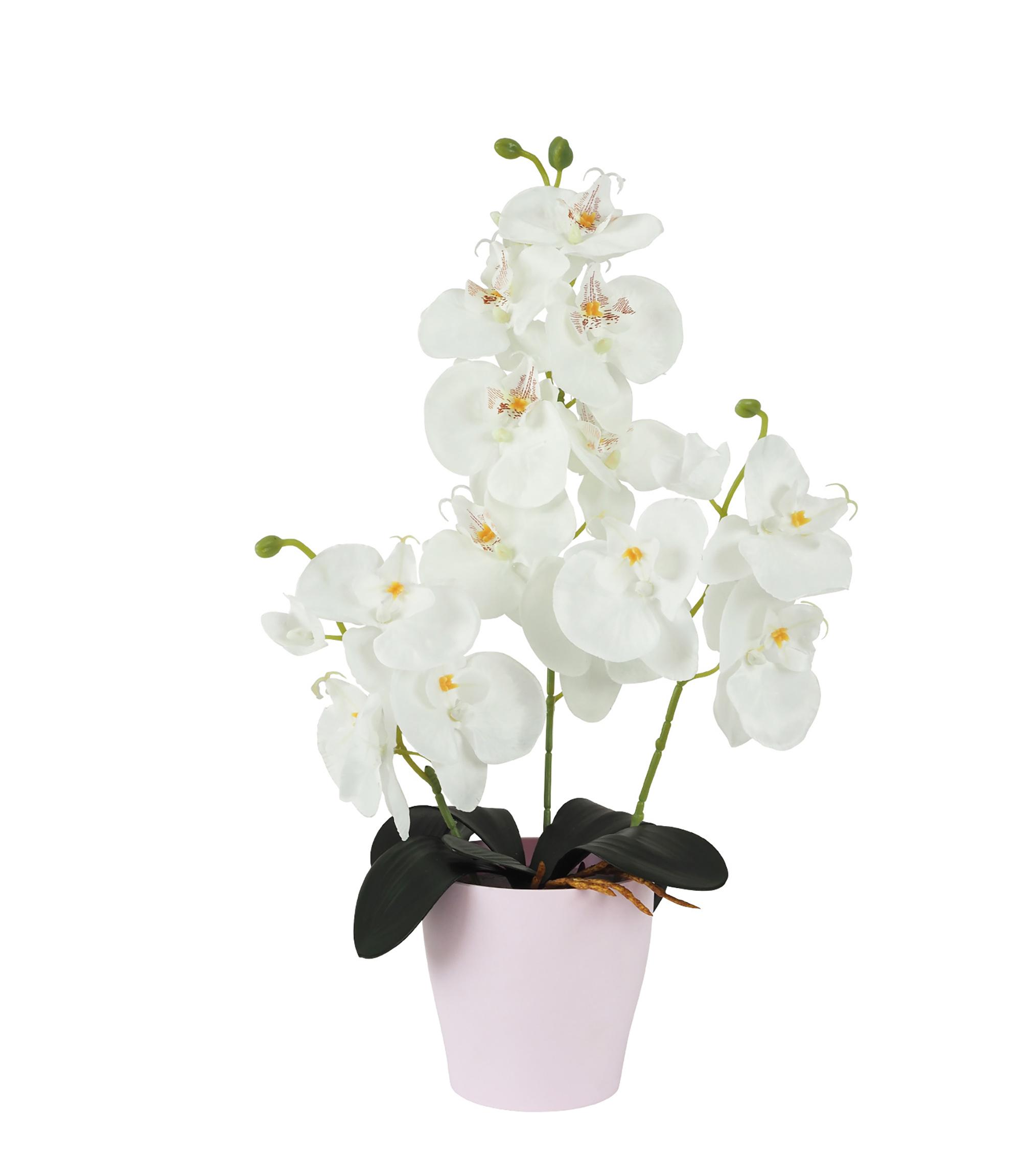 ORCHIDEES 13 FLEURS POT PLASTIQUE H.44CM