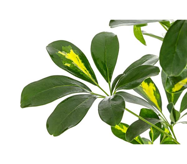 Strahlenaralie - Schefflera arboricola