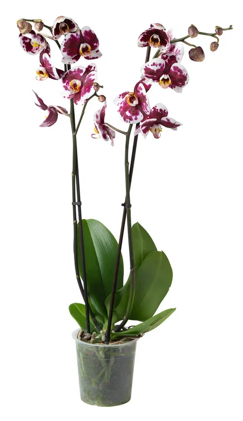 Phalaenopsis hybrid Orkidé Ø12 cm