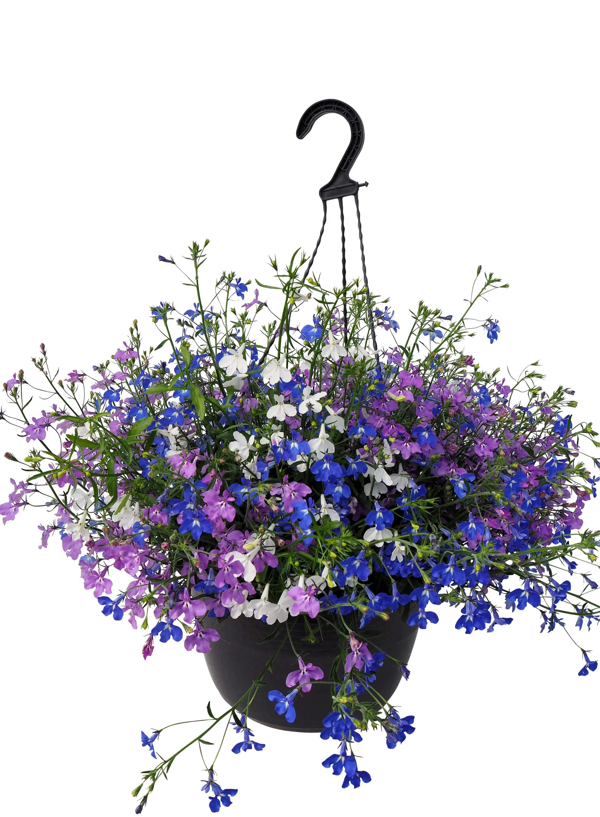 Lobelia Romantic G. h. basket 25 cm Lobelia 'Romantic Garden' i ampel Ø25 cm