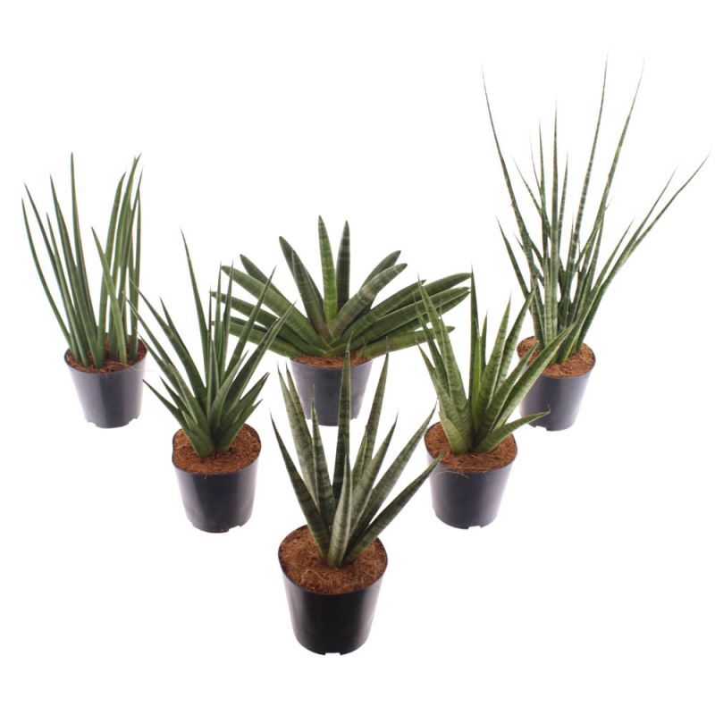 Sanseveria (vrouwentong) Luxe Mix - Kamerplant - 12 cm