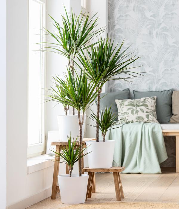 Drachenbaum - Dracaena marginata