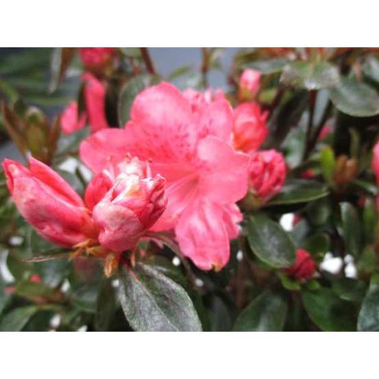Azalea Japonica Mme Van Hecke : C.5L