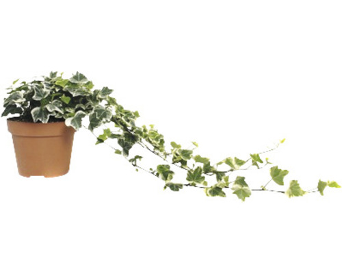 Klimop witgroen FloraSelf Hedera helix H ca. 20 cm Ø 13 cm pot