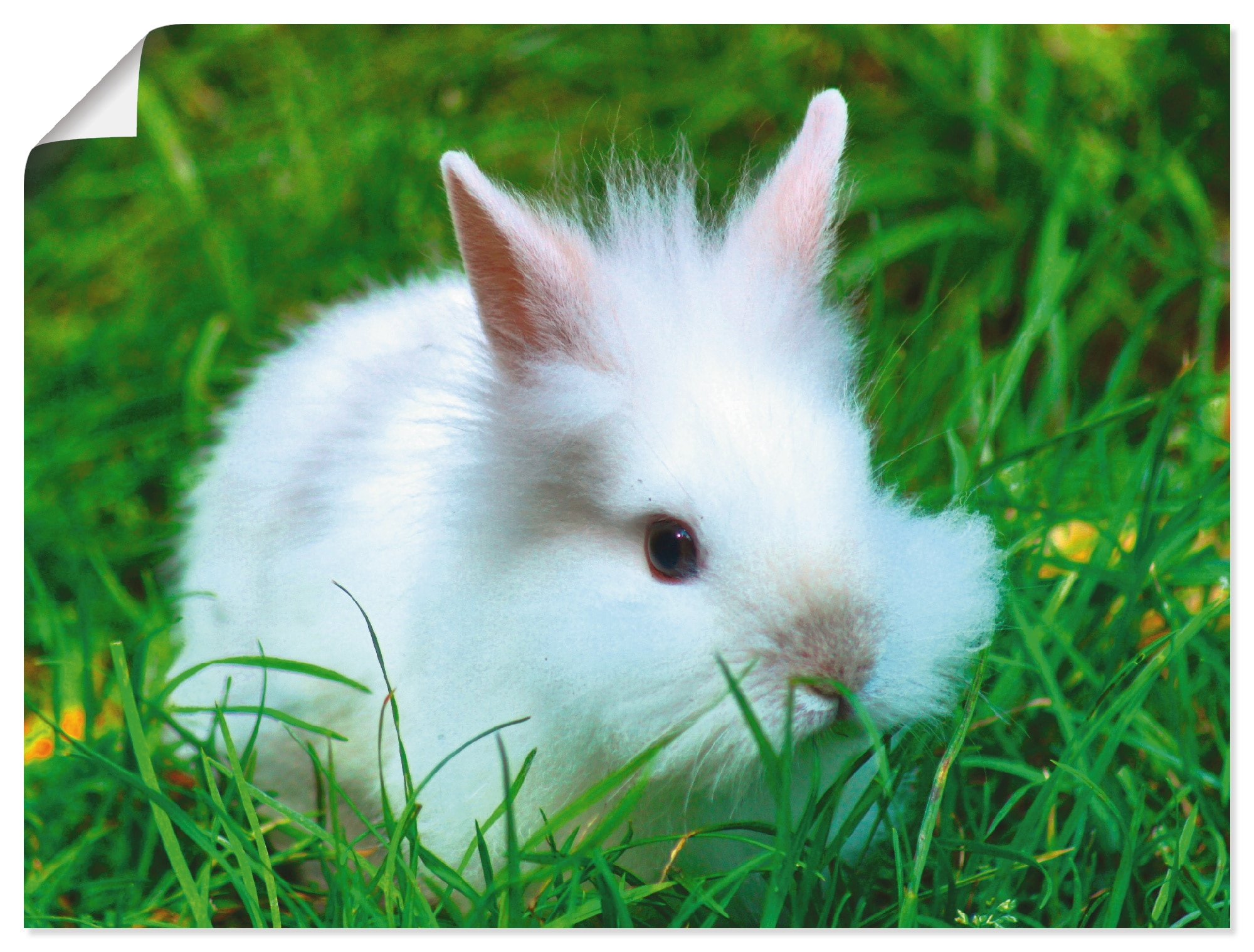 Artland Poster »Weisses Zwergkaninchen Baby« Wildtiere 1 Stk. tlg. als Poster, Wandaufkleber in verschied. Grössen