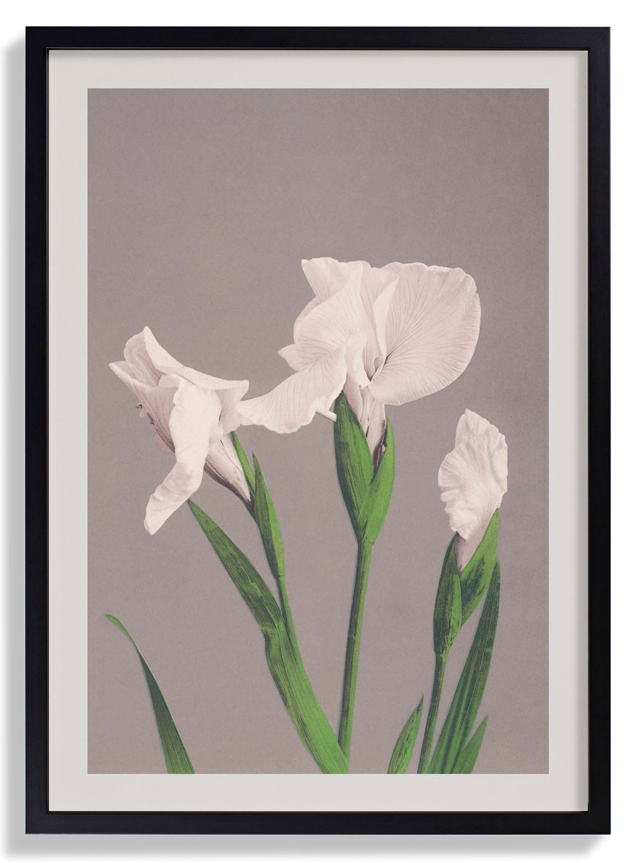 Weiße Iris von Ogawa Kazumasa