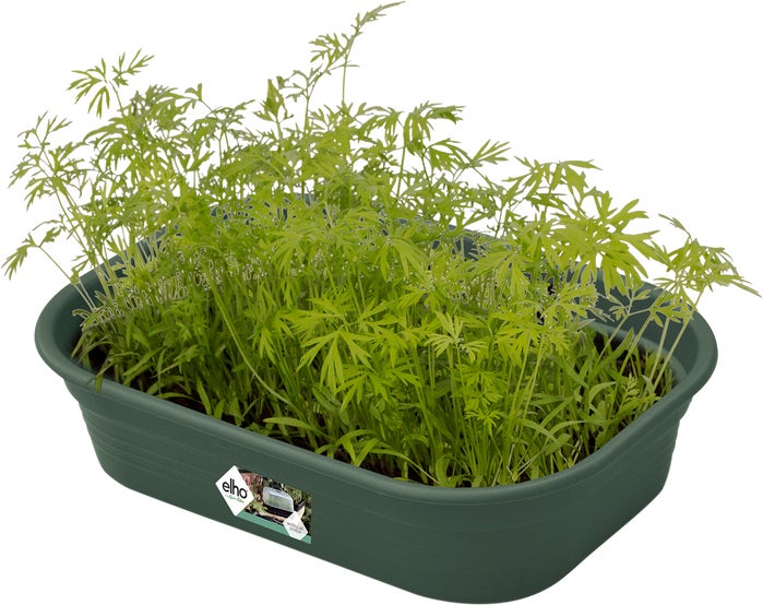 Elho kweekbak Green Basics groen 24 x 17 x 6 cm