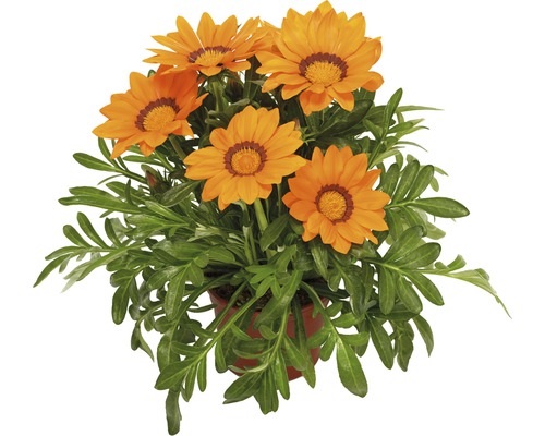 Halfheester Gazania, Midday Gold FloraSelf Gazania splendens Ø 10,5 cm pot