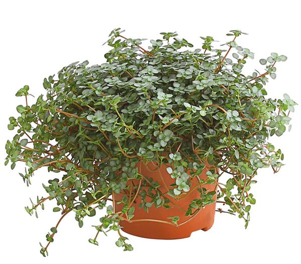 Kanonierblume - Pilea glauca
