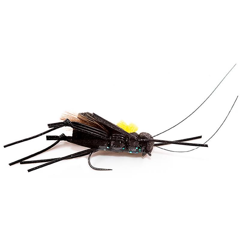 Mouche Devaux Terrestre Cricket02