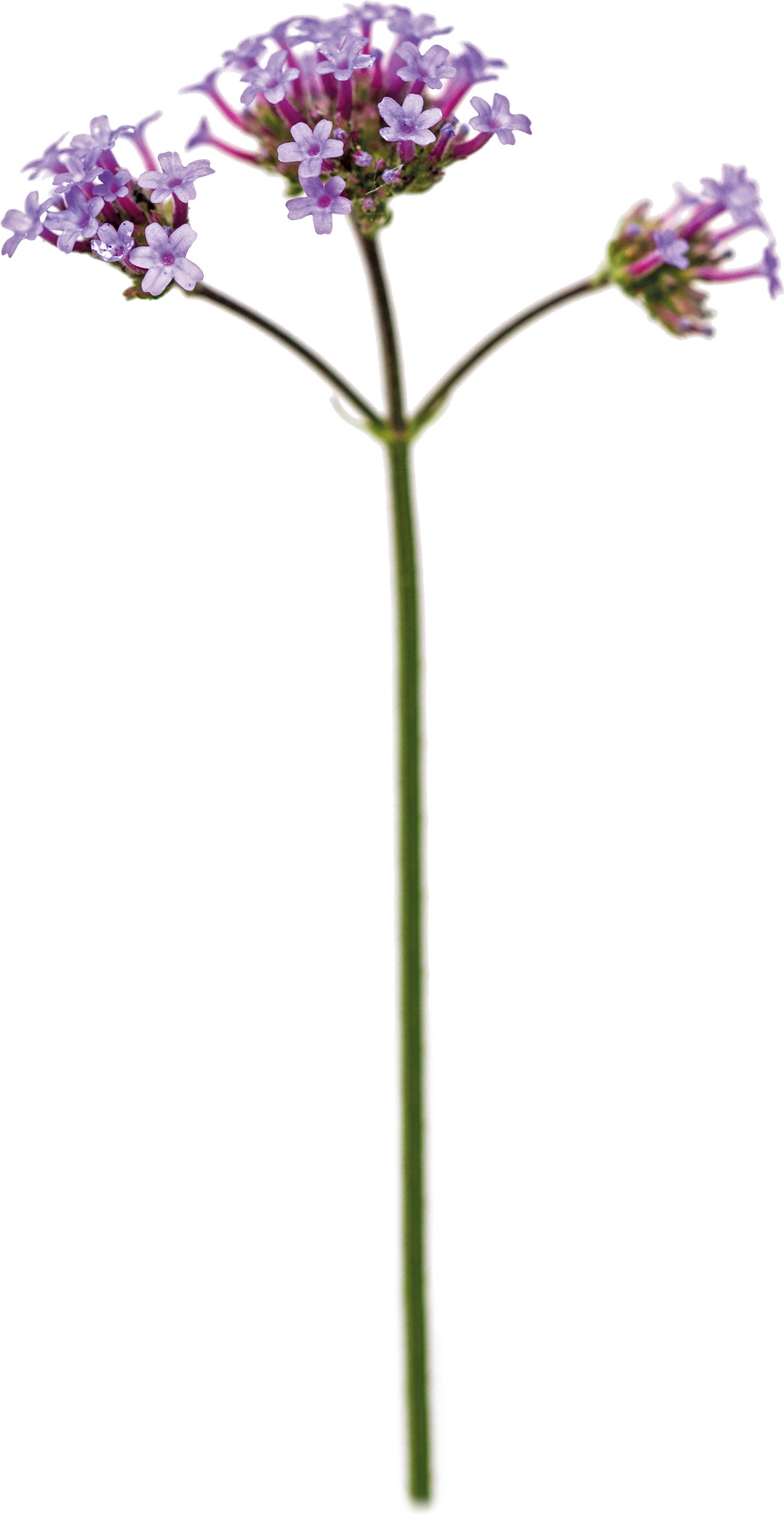 IJzerhard (Verbena bonariensis) D 23 H 50 cm