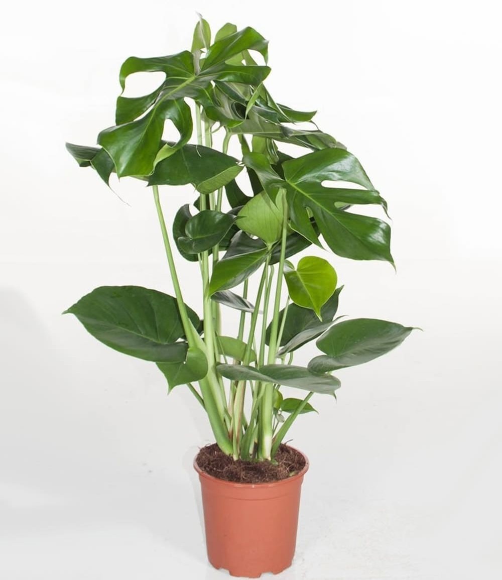 Monstera - Fensterblatt ca. 60-70 cm hoch, im 19 cm Topf