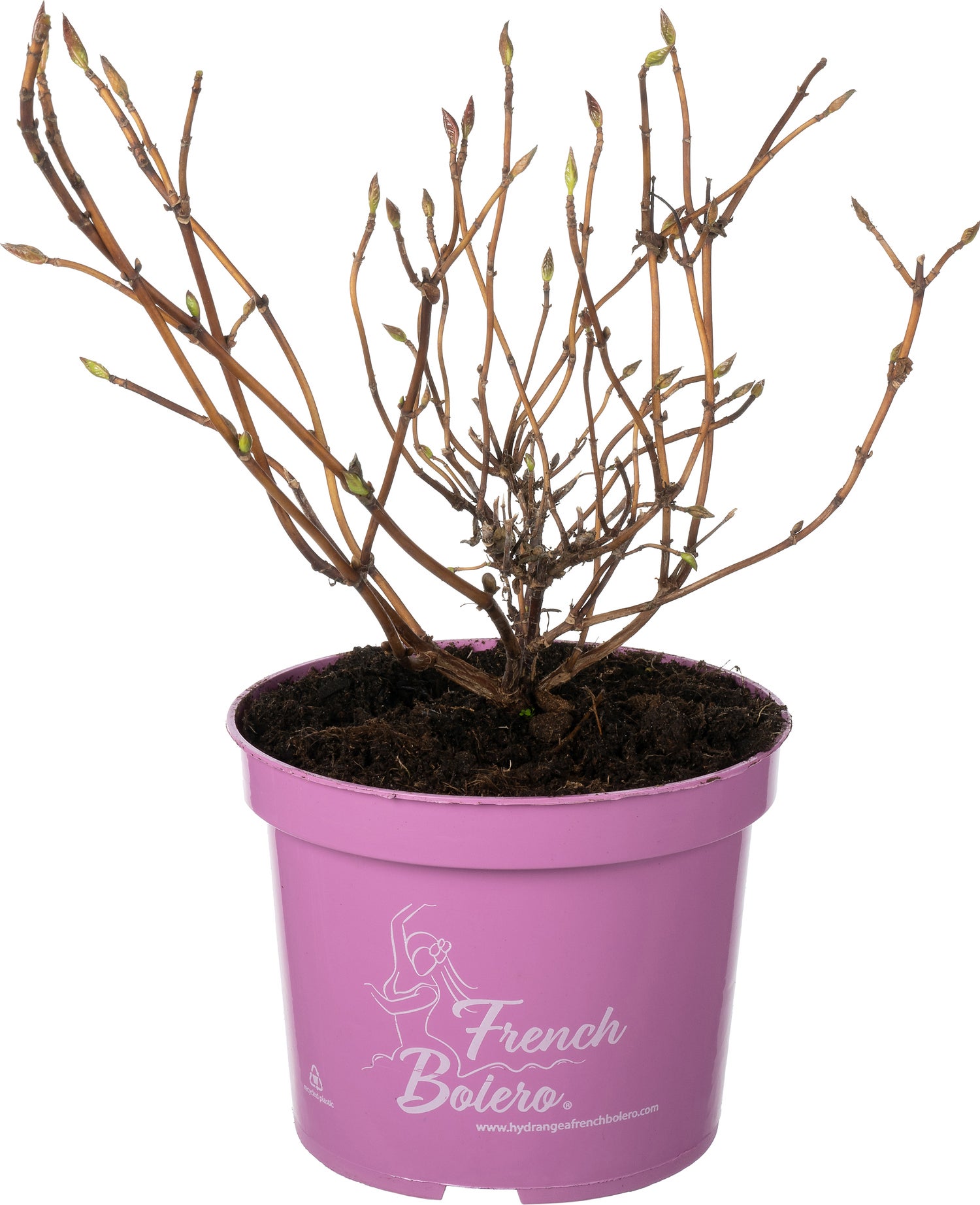 Hortensia (Hydrangea 'French Bolero') D 17 H 30 cm