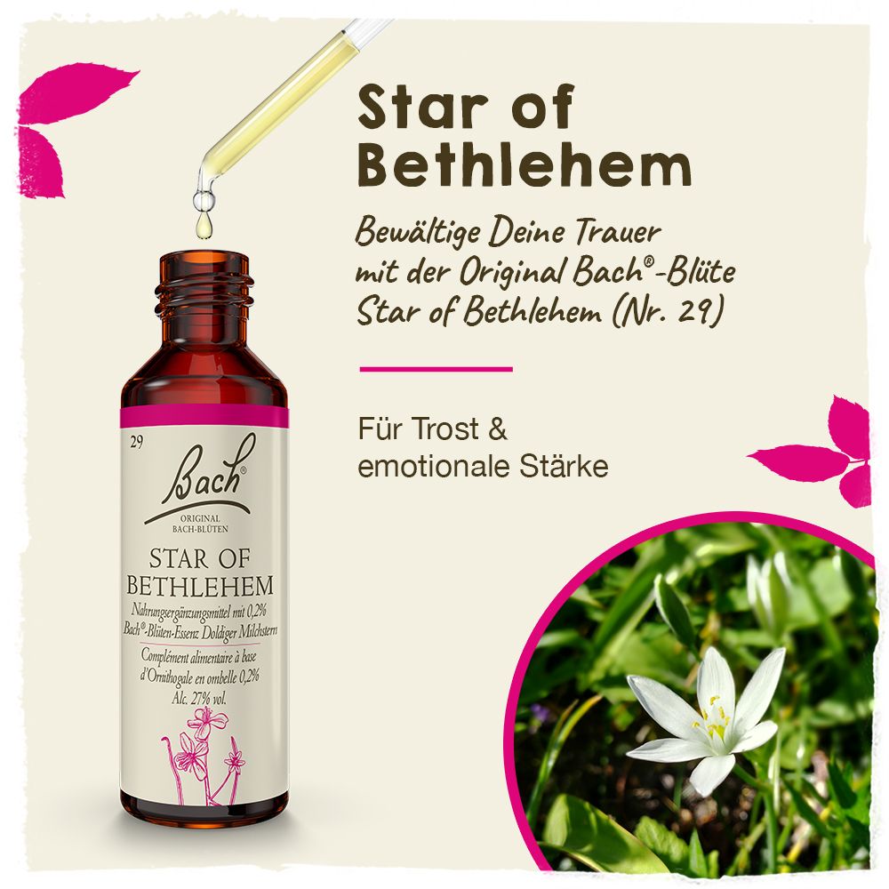 BACH®-BLÜTE STAR OF BETHLEHEM (Doldiger Milchstern)