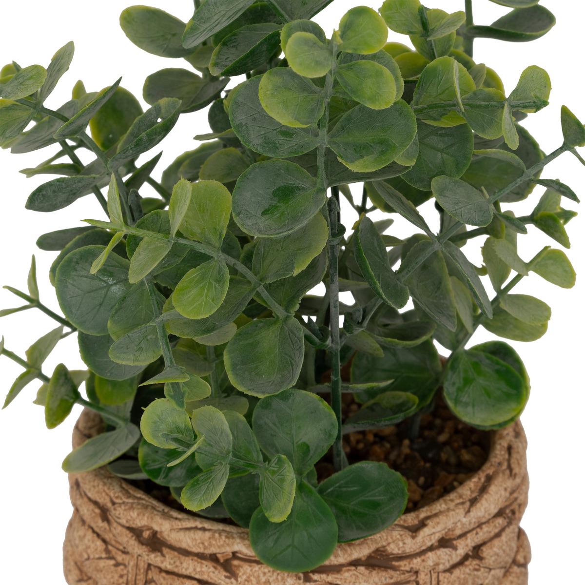 EUCALYPTUS POT CIMENT TRESSE JAYE H.27CM