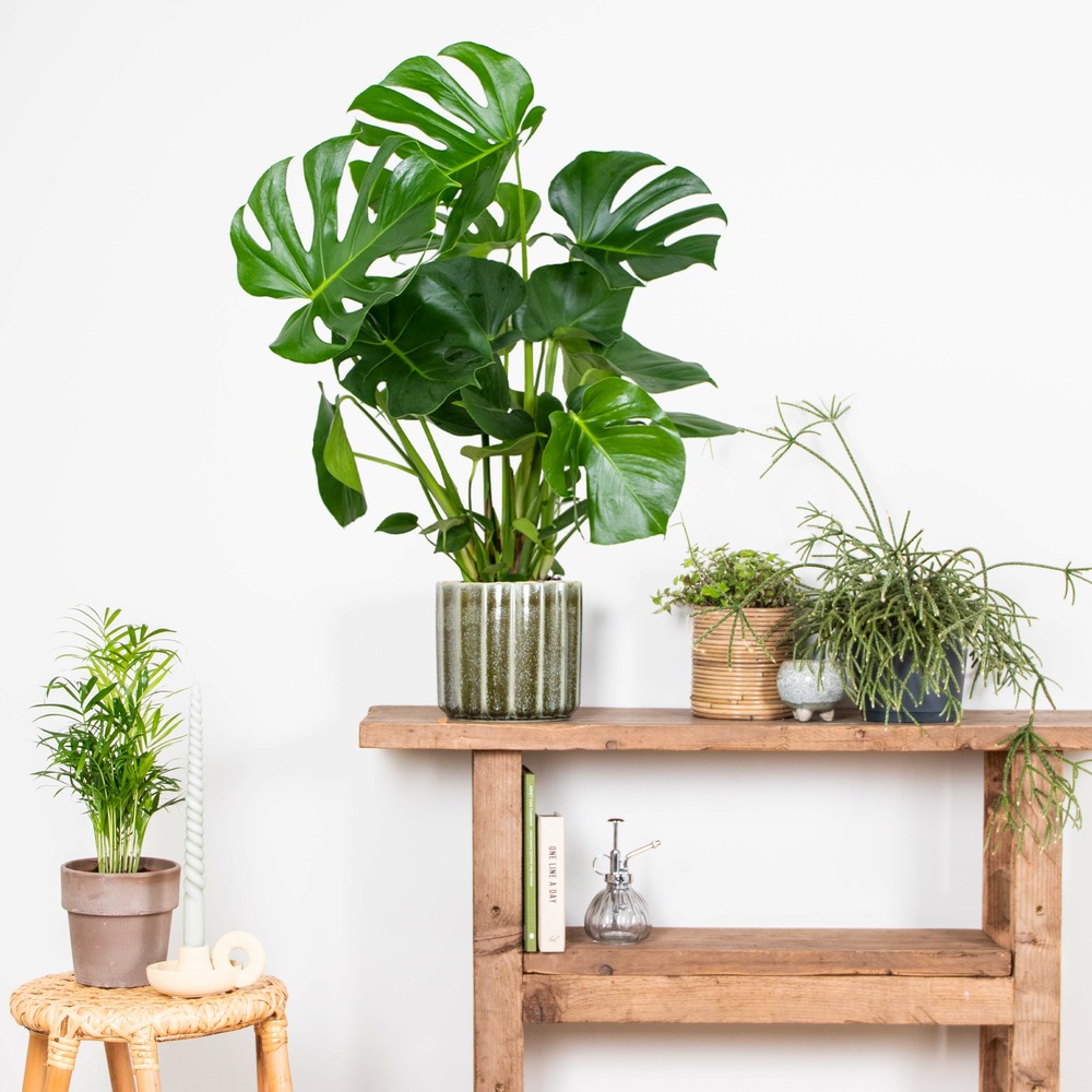 Monstera deliciosa - plante trouée - plante d'intérieur - purificateur d'air – ⌀21 cm - ↕70-80 cm