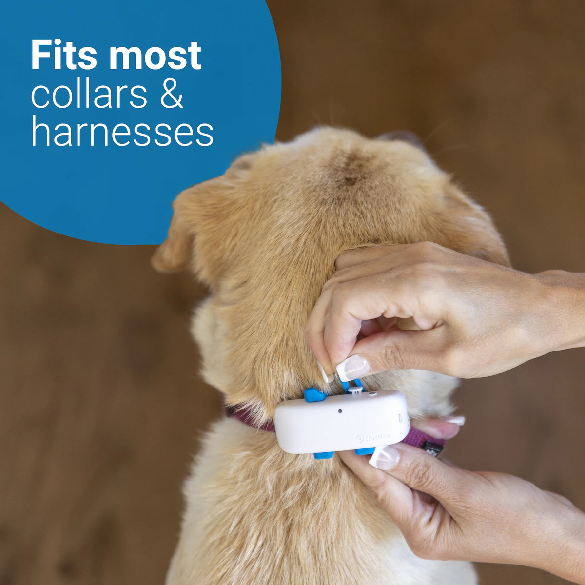Tractive DOG LTE GPS tracker hund