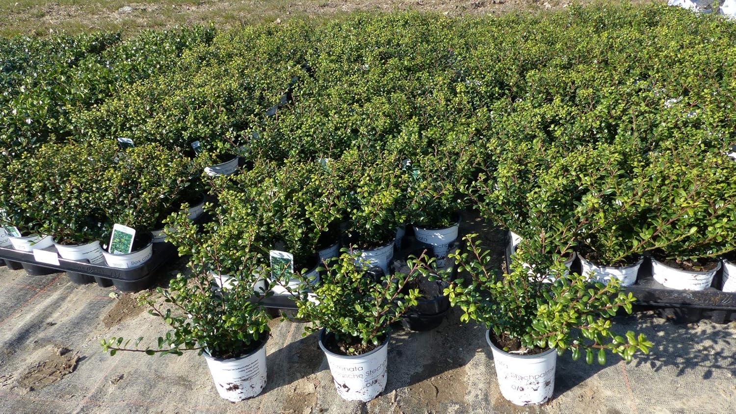 100 Stück Ilex crenata Stokes Heckenpflanze 20 cm Buchsbaum Ersatz winterhart + robust