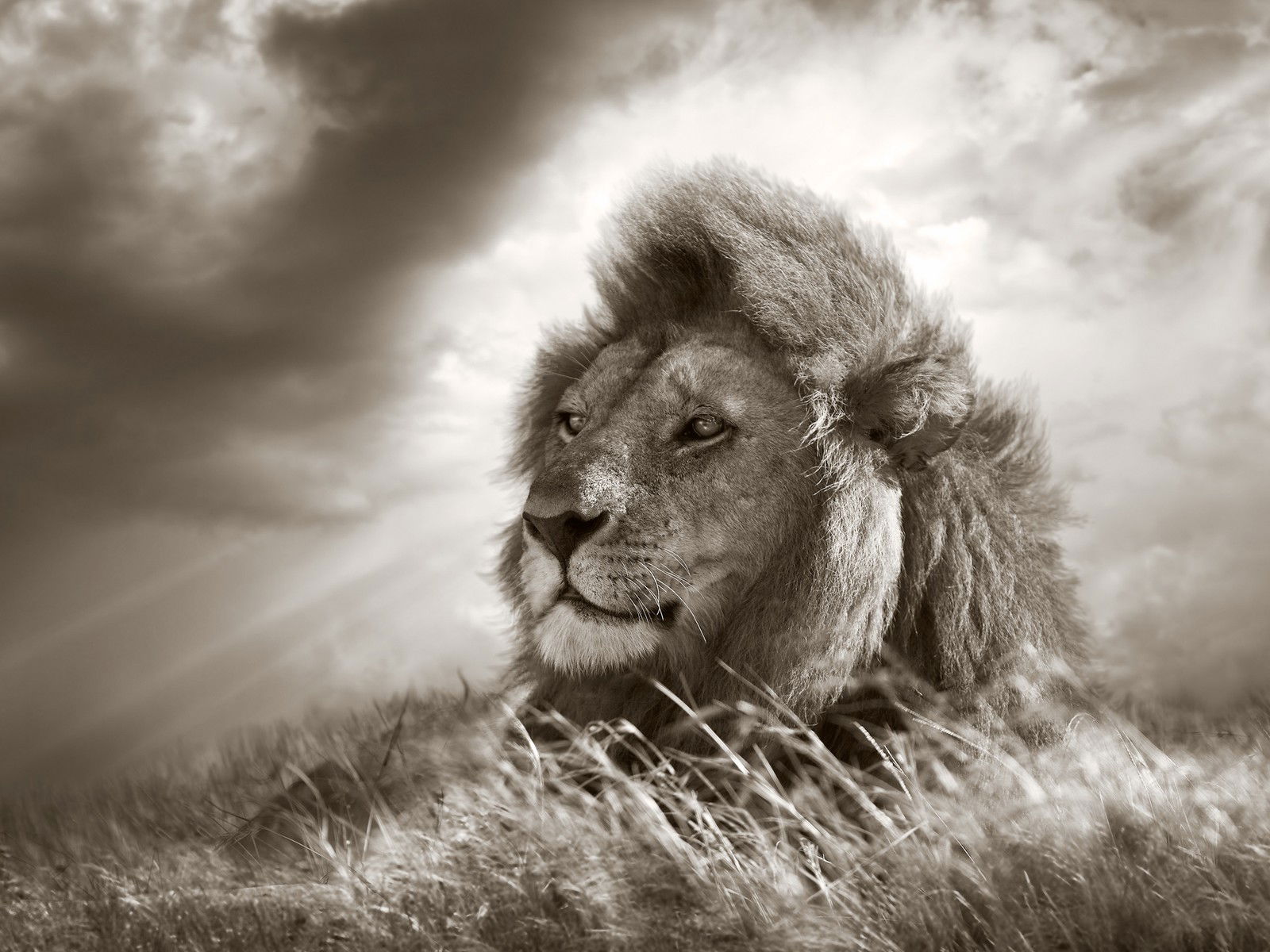Lion King by Horst Klemm - Darlings - Small Limited Edition. 30x40.