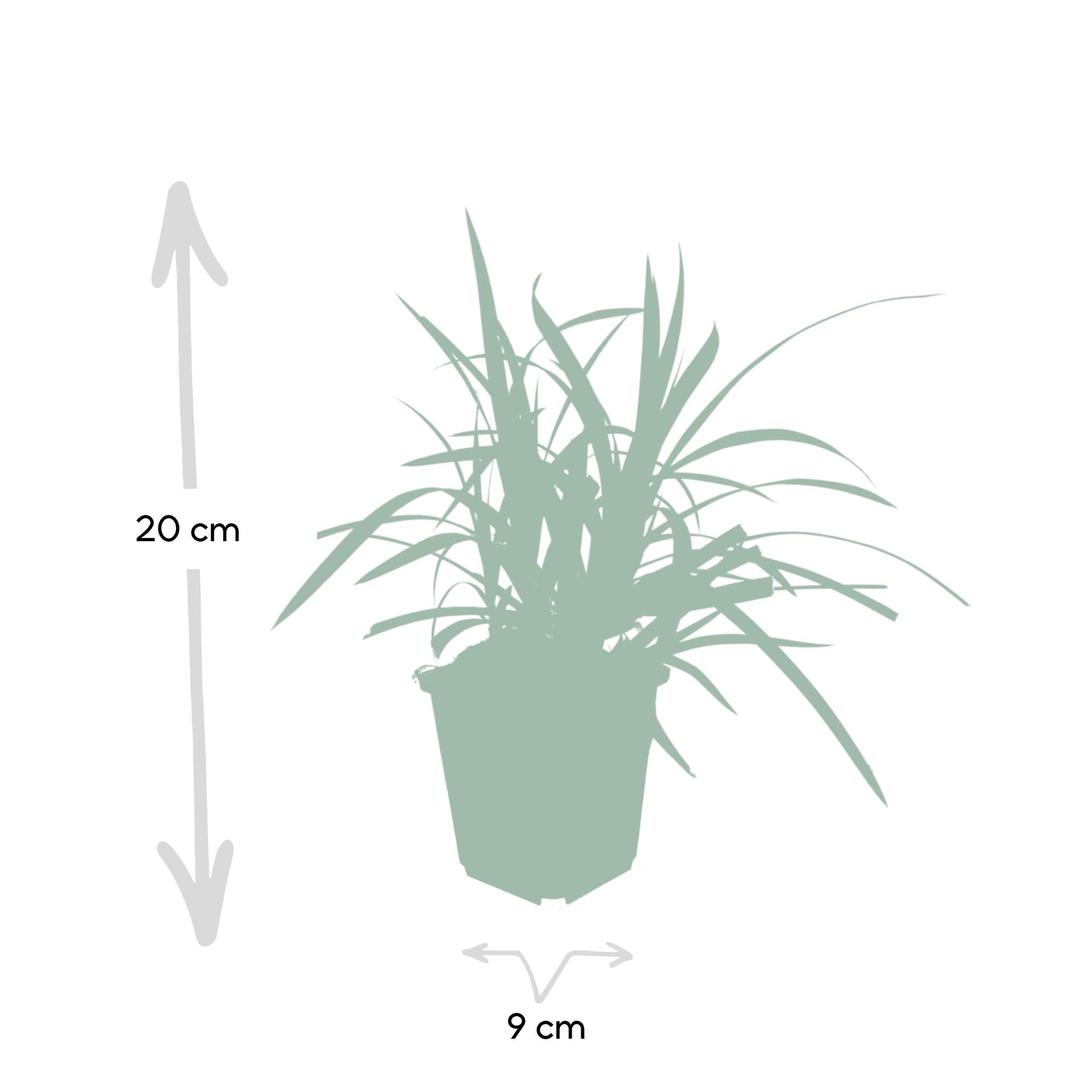 Carex morrowii 'irish green' - lot de 6