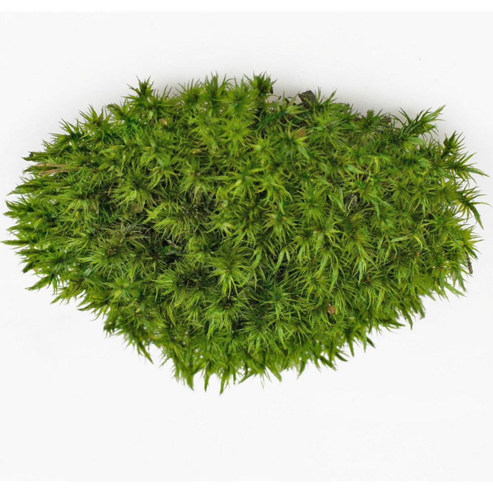 Mbp/2020 mousse boule province stabilisée vert olive carton vrac 2 kg