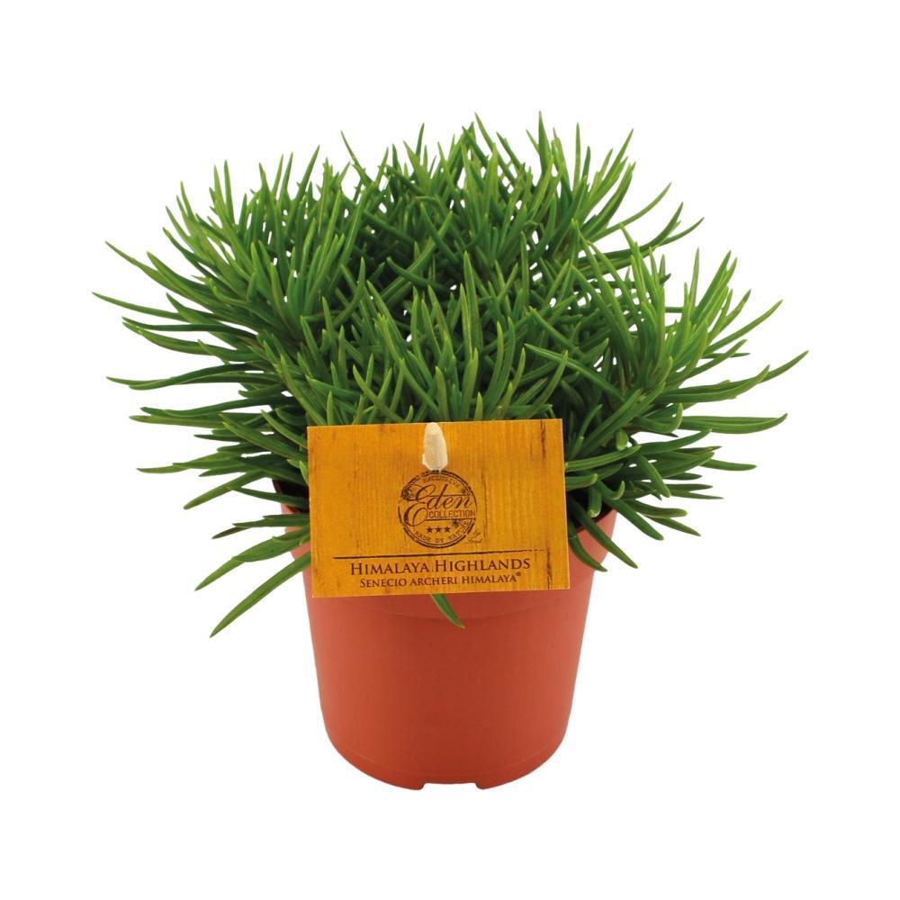 Plante d'intérieur - senecio himalaya 15.0cm