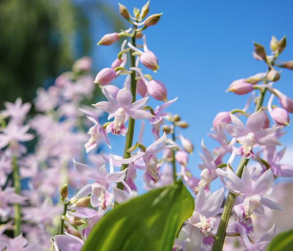 Calanthe