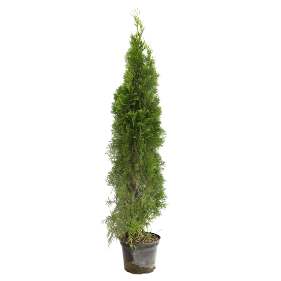 Thuya occidentalis Emeraude H : 80/100 cm, ctr 7L (conique, vert brill