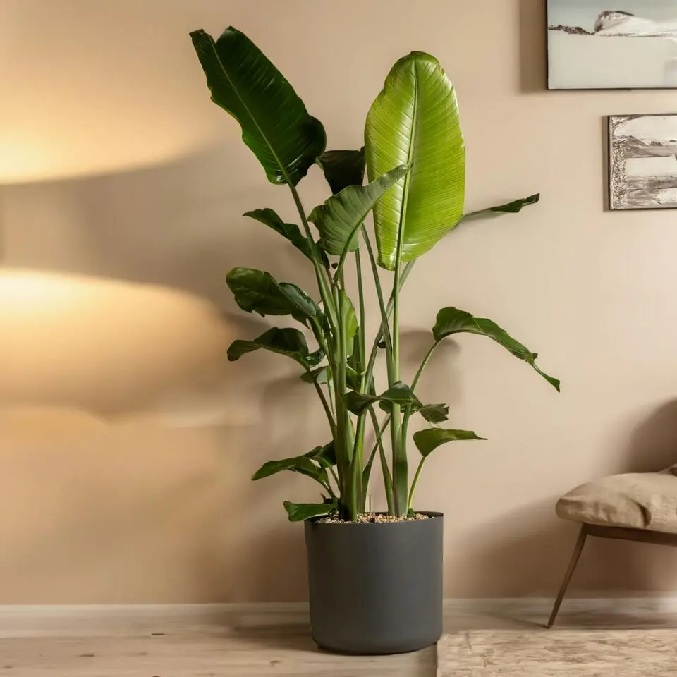 Paradijsvogelplant - Strelitzia nicolai - Hoogte 150-170cm - ⌀28cm
