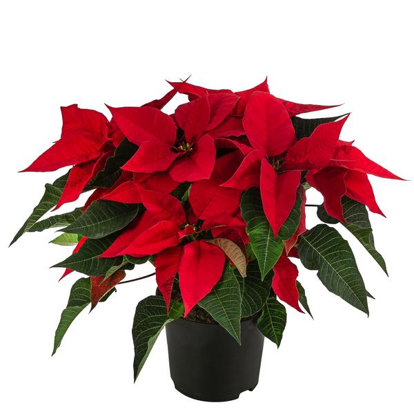 Weihnachtsstern - Euphorbia pulcherrima, Busch