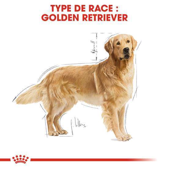 Croquettes chien Golden Retriever Adulte plus de 15 mois 12kg