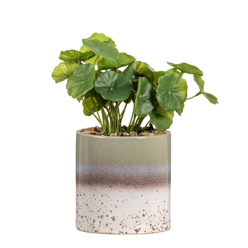 Kunstplant Hydrocotyle in pot - groen - 30 cm