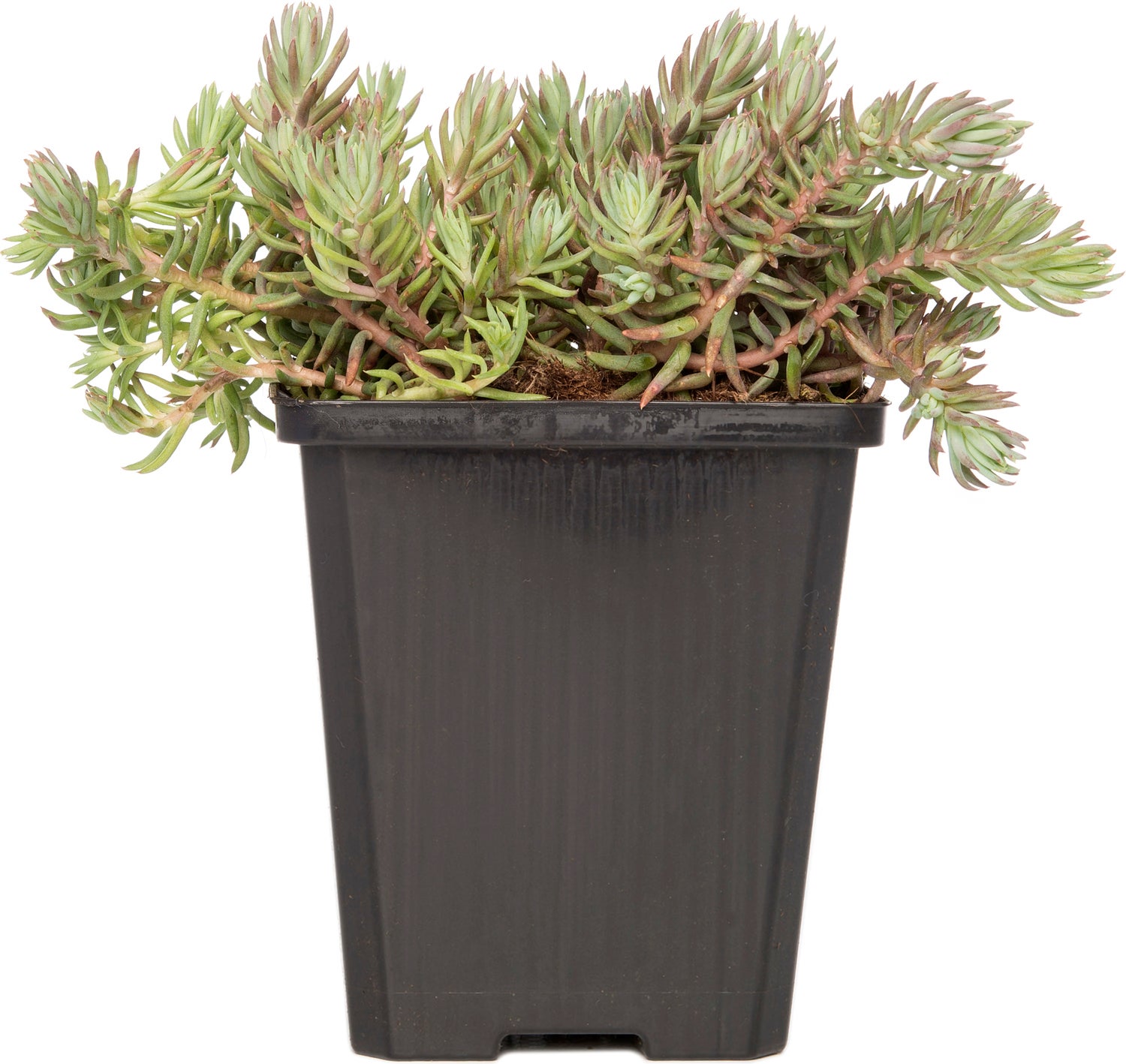 Vetkruid (Sedum reflexum) D 9 H 10 cm