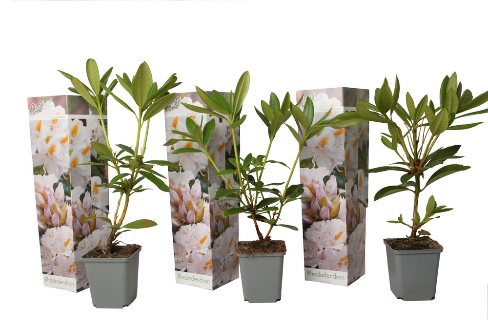 Rhododendron cunningham white - blanc - set de 3 - pot 9cm - hauteur 25-40cm