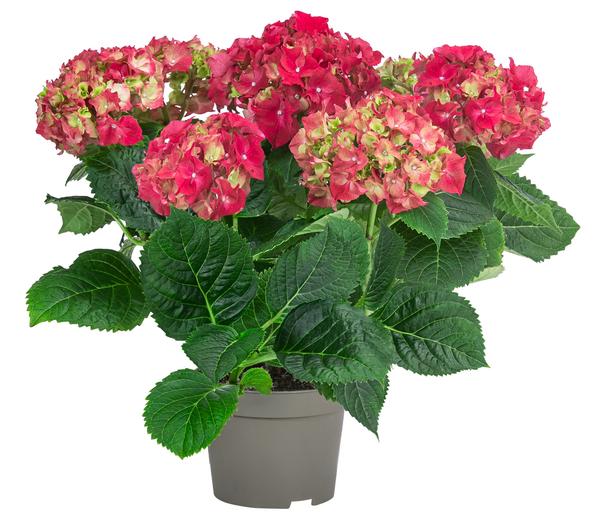 Midi Hortensie - Hydrangea macrophylla,