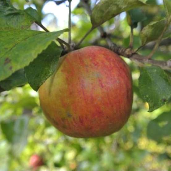 Pommier 'reine des reinettes' - scion de 100cm