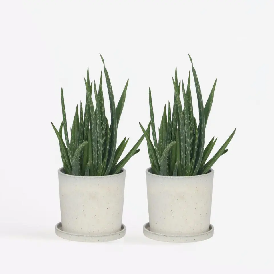Aloë vera - Set van 2 - Aloe barbadensis - Hoogte 25-40cm - ⌀10,5cm