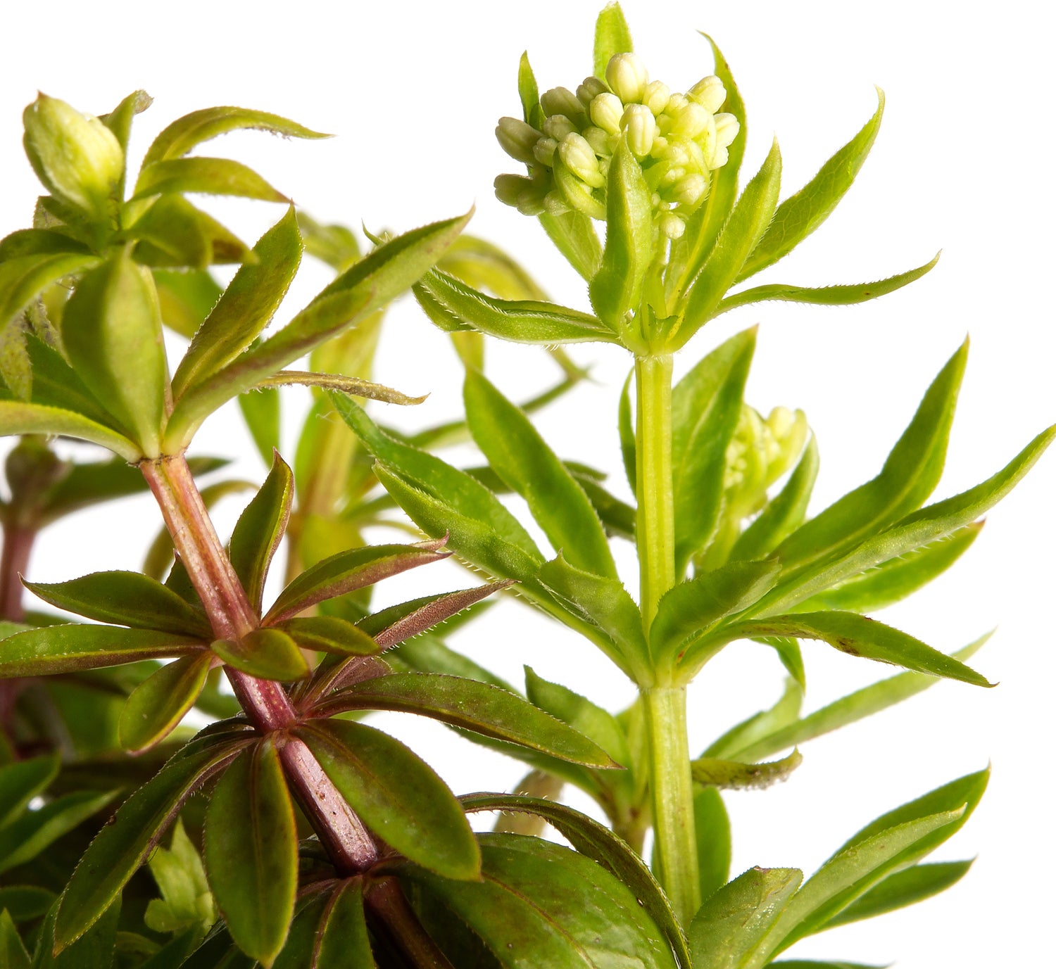 Lievevrouwebedstro (Galium odoratum) D 11 H 15 cm