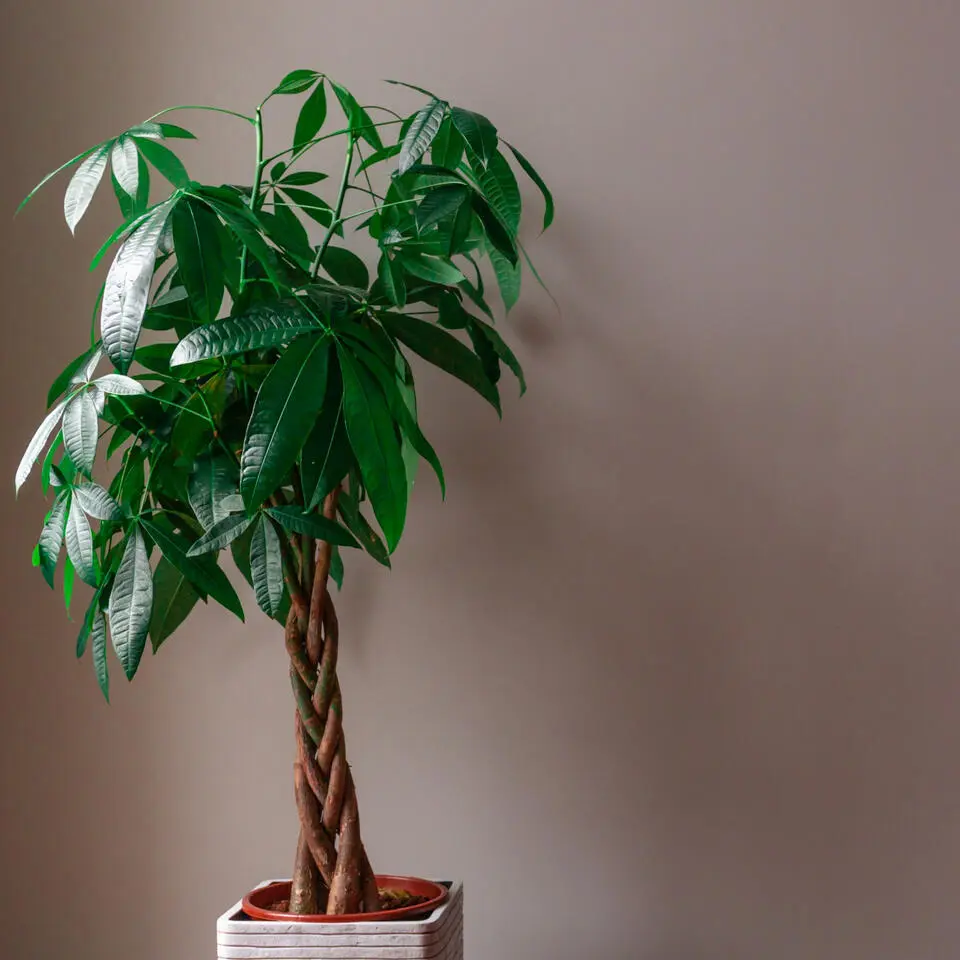 Geldboom - Pachira aquatica - Hoogte 100-120cm - ⌀24cm