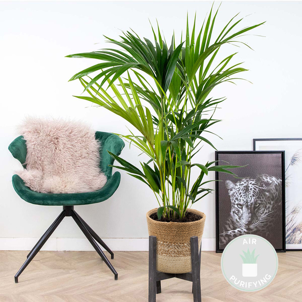 Howea forsteriana incl. Panier en jute - palmier kentia - ⌀19 cm - ↕90-100 cm
