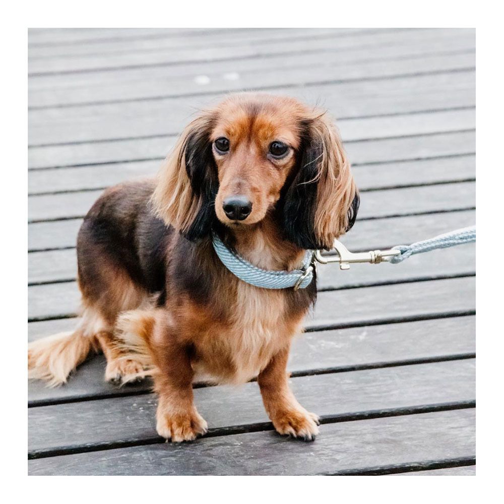Kentucky LAINE -  Collier pour chien bleu clair