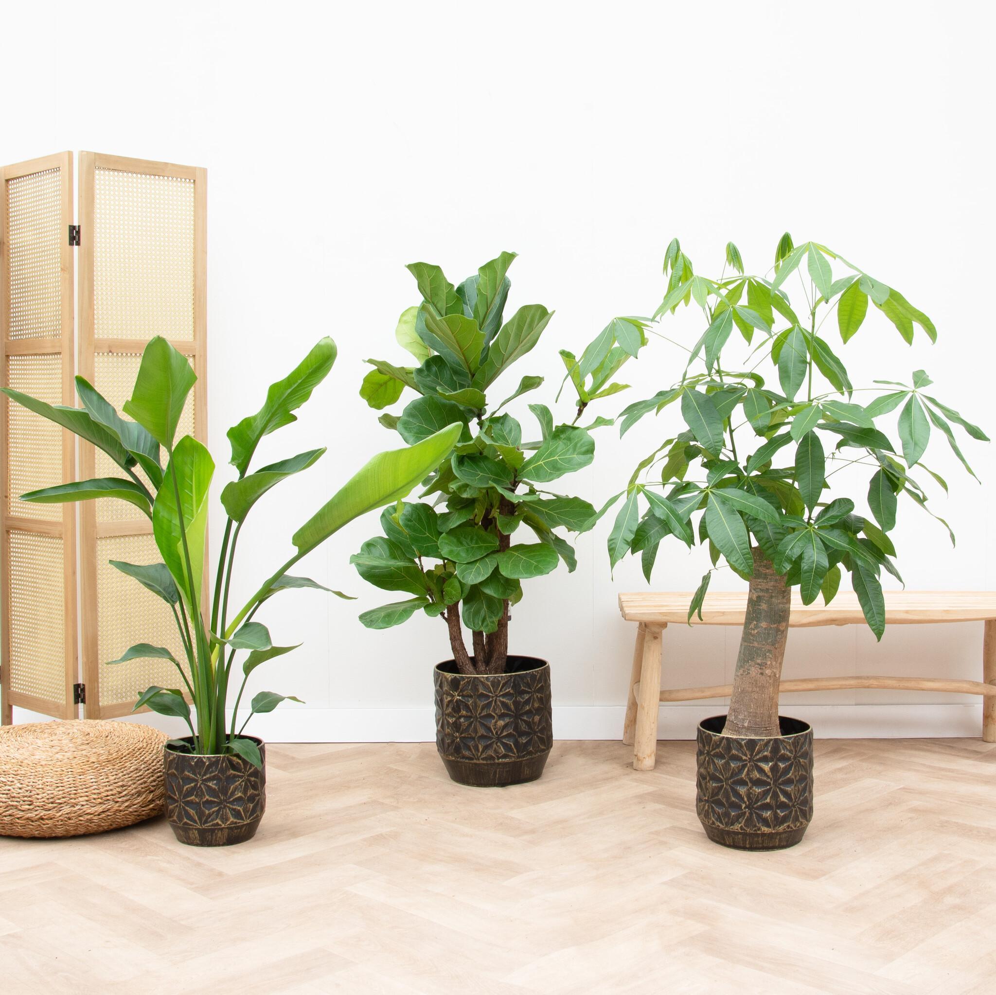 Plante d'intérieur - strelitzia nicolai, pachira aquatica, ficus lyrata - lot de 3 plantes - coffret cadeau 110cm