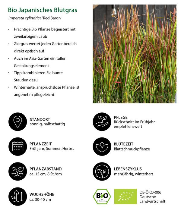 Bio Japanisches Blutgras 'Red Baron'