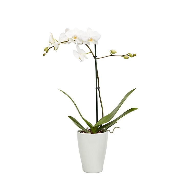 Orchidée 1 tige avec pot en céramique 9cm, Assortiment