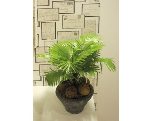 Parasolpalm, rondbladig Livistona FloraSelf Livistona rotundifolia H 60-70 cm Ø 26 cm pot
