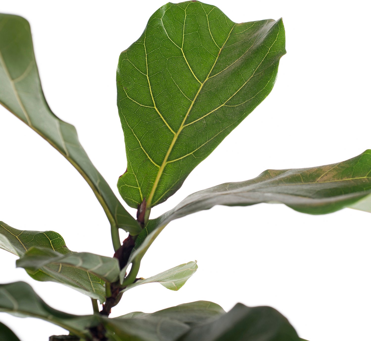 Vioolbladplant (Ficus lyrata) D 30 H 150 cm
