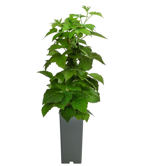 Himbeere 'Sugana® TwoTimer®', gelb