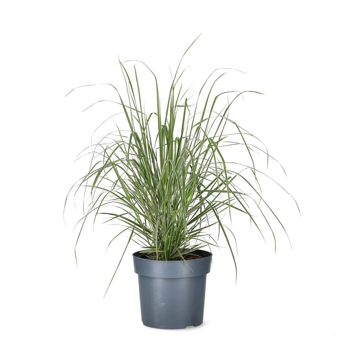 Calamagrostis x acutiflora 'Overdam' Hagerørkvein 'Overdam' Ø19 cm